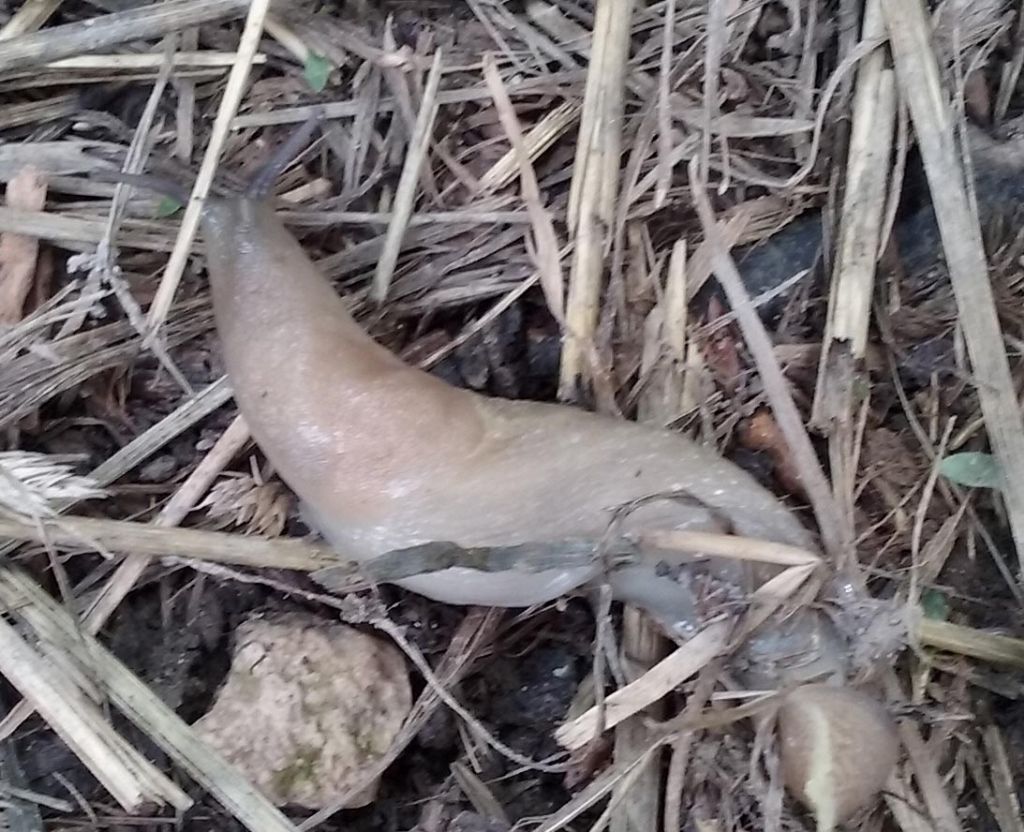 Limax da identificare